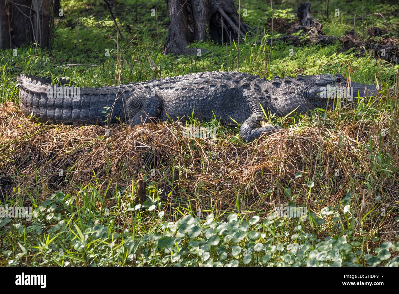 American alligator (Alligator mississippiensis) along the shoreline of the St. Johns River near Blue Spring State Park in Orange City, Florida. (USA) Stock Photo