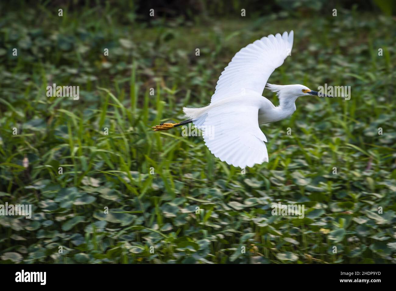 Snowy egret (Egretta thula) in flight along the St. Johns River near Blue Spring State park in Volusia County, Florida. (USA) Stock Photo