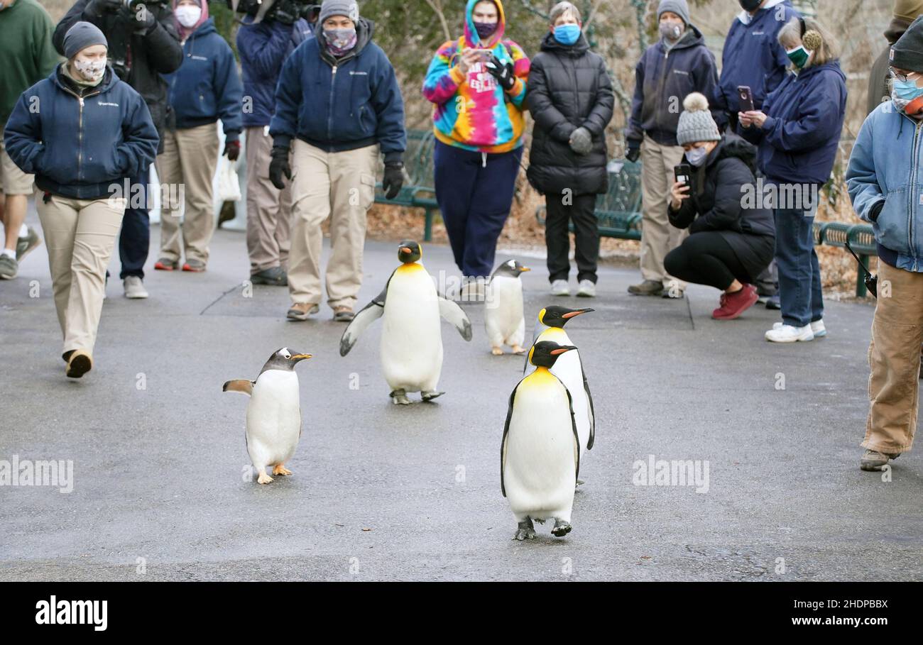St. Louis, United States. 06th Jan, 2022. Several of the penguins at the Saint  Louis Zoo, went on a quick field trip through the crowds, in St. Louis on  Thursday, January 6