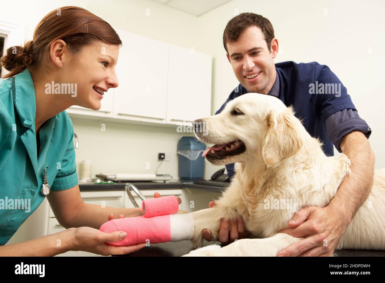 paw, dog, injury, golden retriever, paws, dogs, injuries, golden