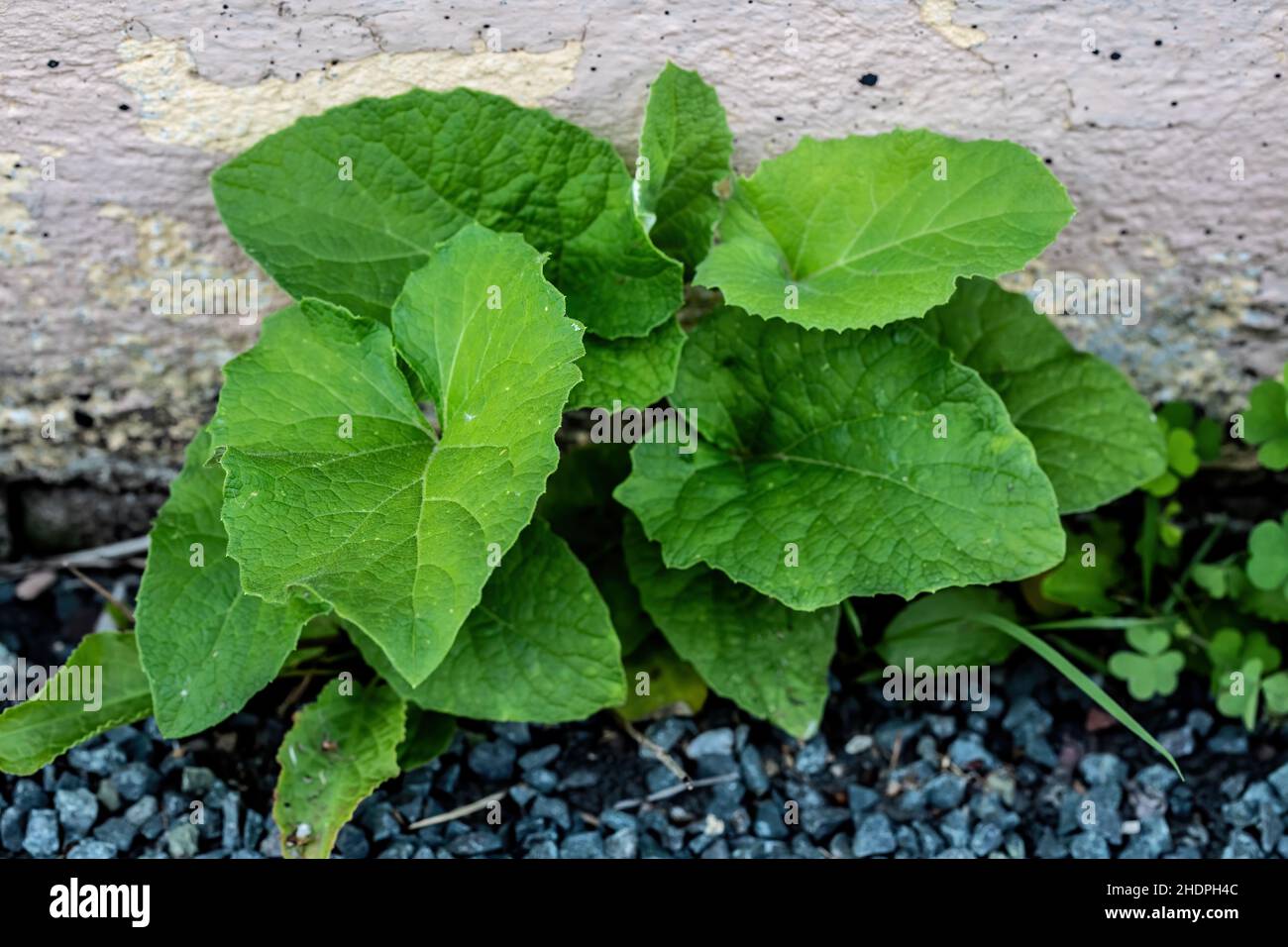 Burdock, a biennial plant whose root is used for medicinal purposes. Stock Photo