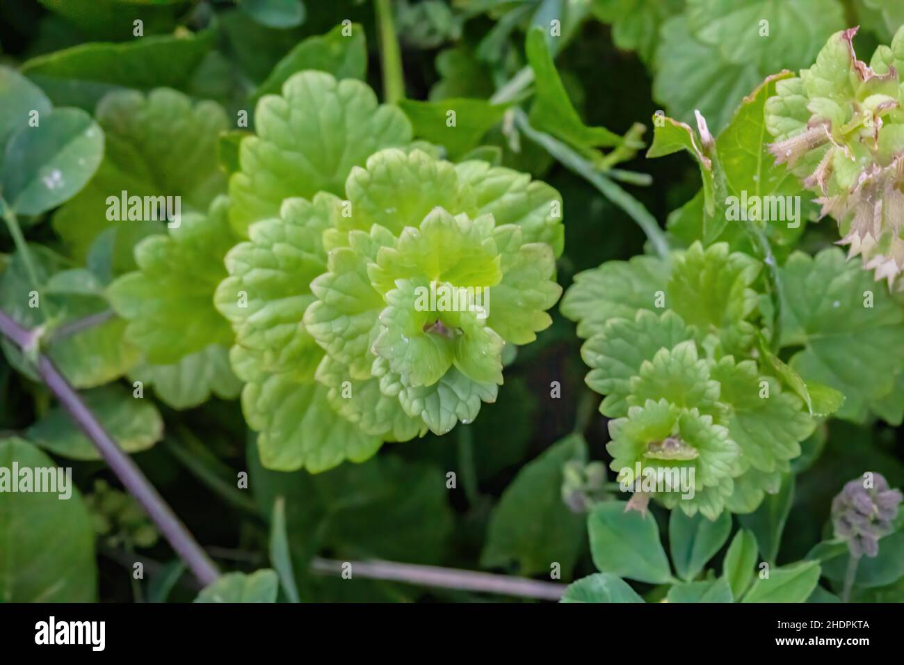 Creeping charlie. which is an edible plant. Bitter and minty tasting - nice in a salad, and makes a mild and delicious tea. Stock Photo