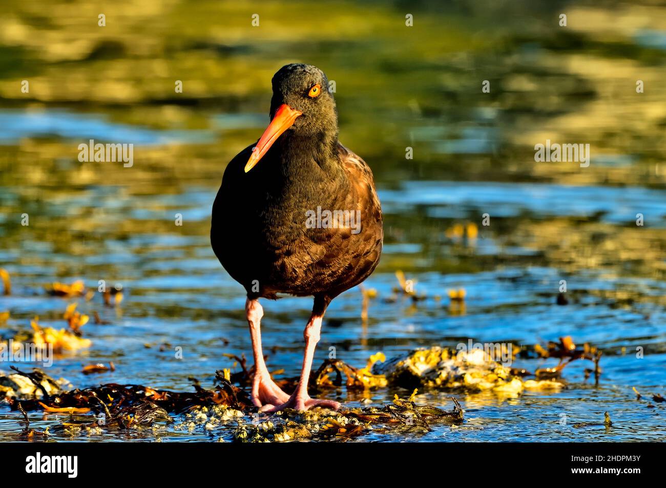 A Black Oystercatcher shorebird (Haematopus bachmani)  in the early morning light foraging in a wild oyster bed on the shore of Vancouver Island Briti Stock Photo