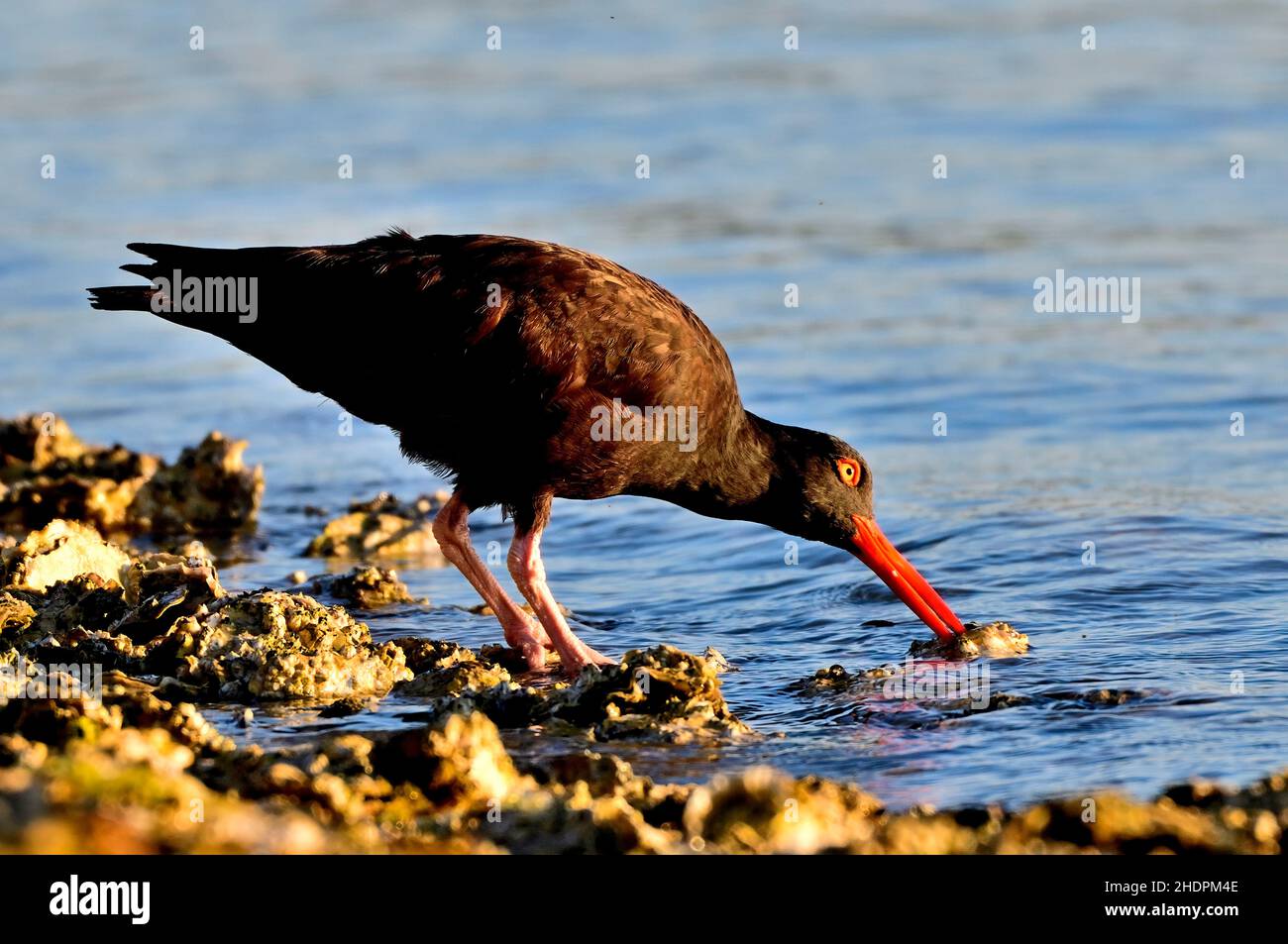 A Black Oystercatcher shorebird (Haematopus bachmani)  in the early morning light foraging a wild oyster on the shore of Vancouver Island B.C. Stock Photo