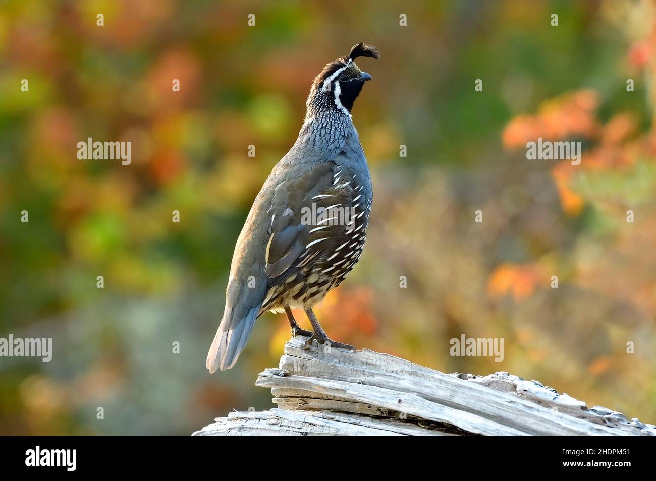 An adult male California Quail 'Callipepla californica', perched on a log on the beach in the morning light on Vancouver Island British Columbia Stock Photo