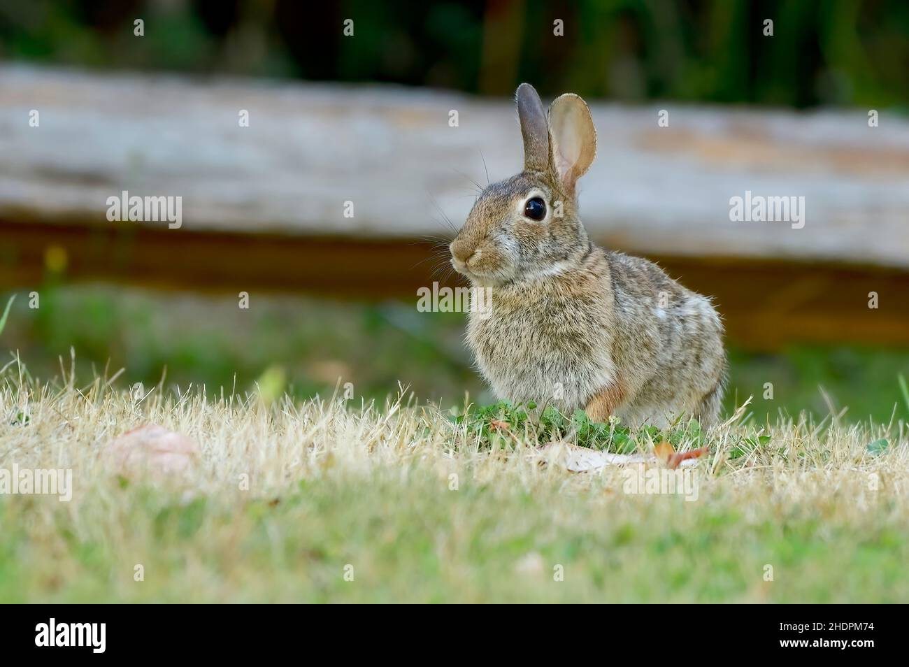 A wild Eastern Cottontail Rabbit 'Sylvilagus floridanus', sitting in a grassy area on Vancouver Island British Columbia Canada. Stock Photo