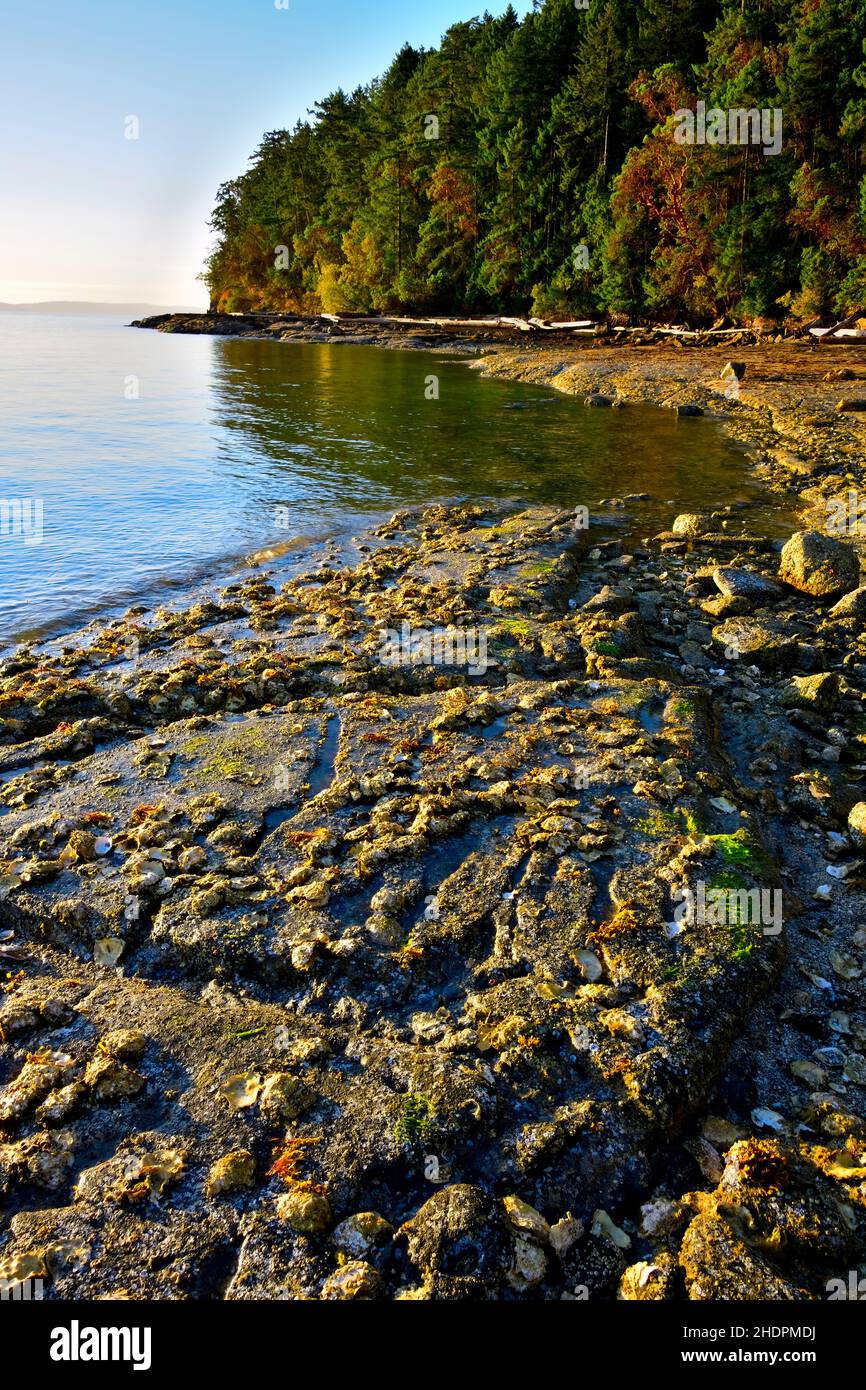 Wild oysters growing on a rocky beach on the east coast of Vancouver Island on Vancouver Island in British Columbia Canada Stock Photo