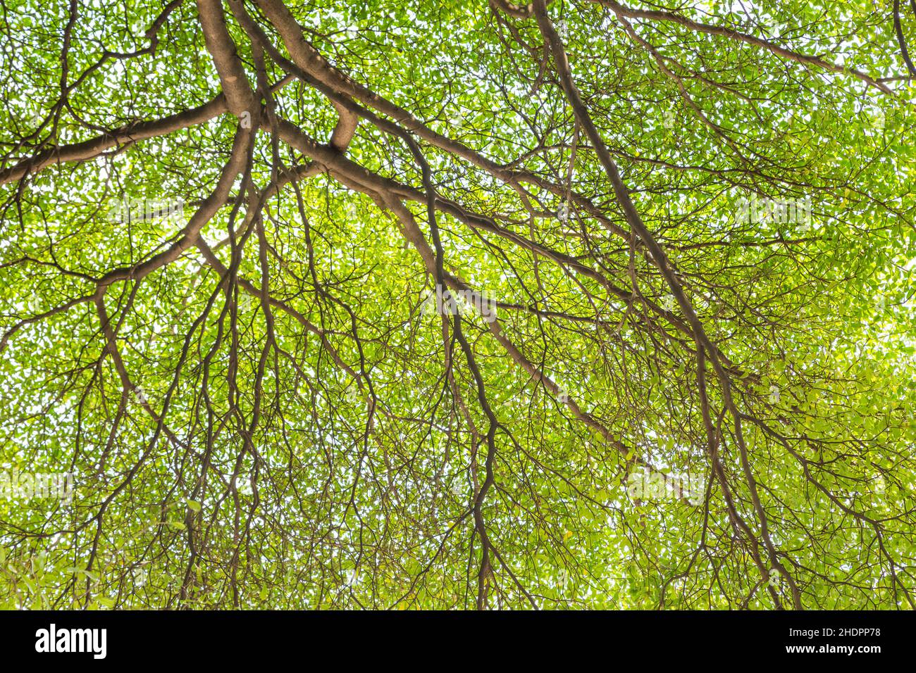 Detailed of tree branches with green leaf background Stock Photo - Alamy