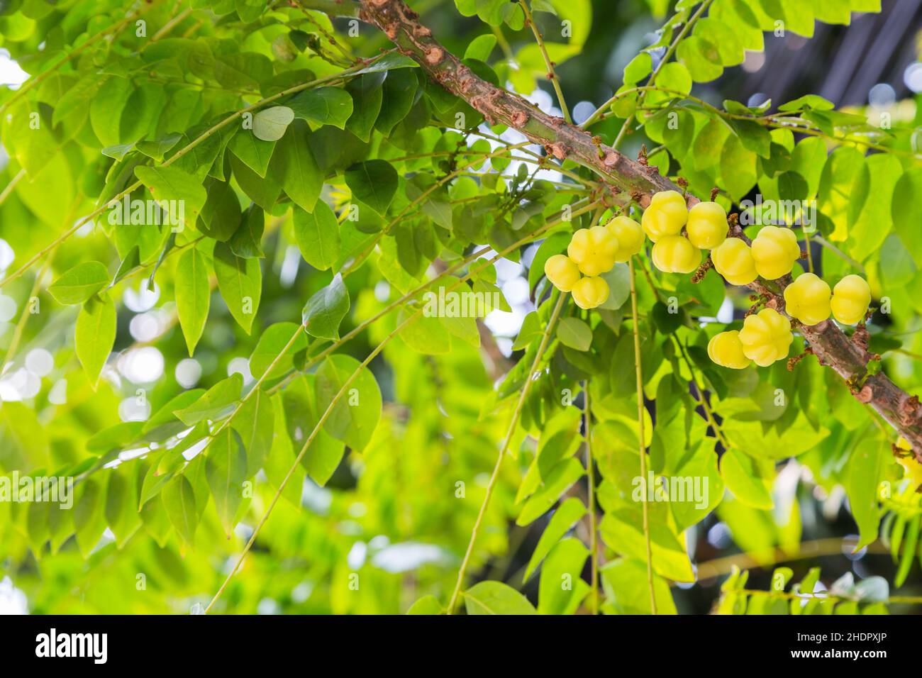 Star gooseberry tree on green leaf background Stock Photo