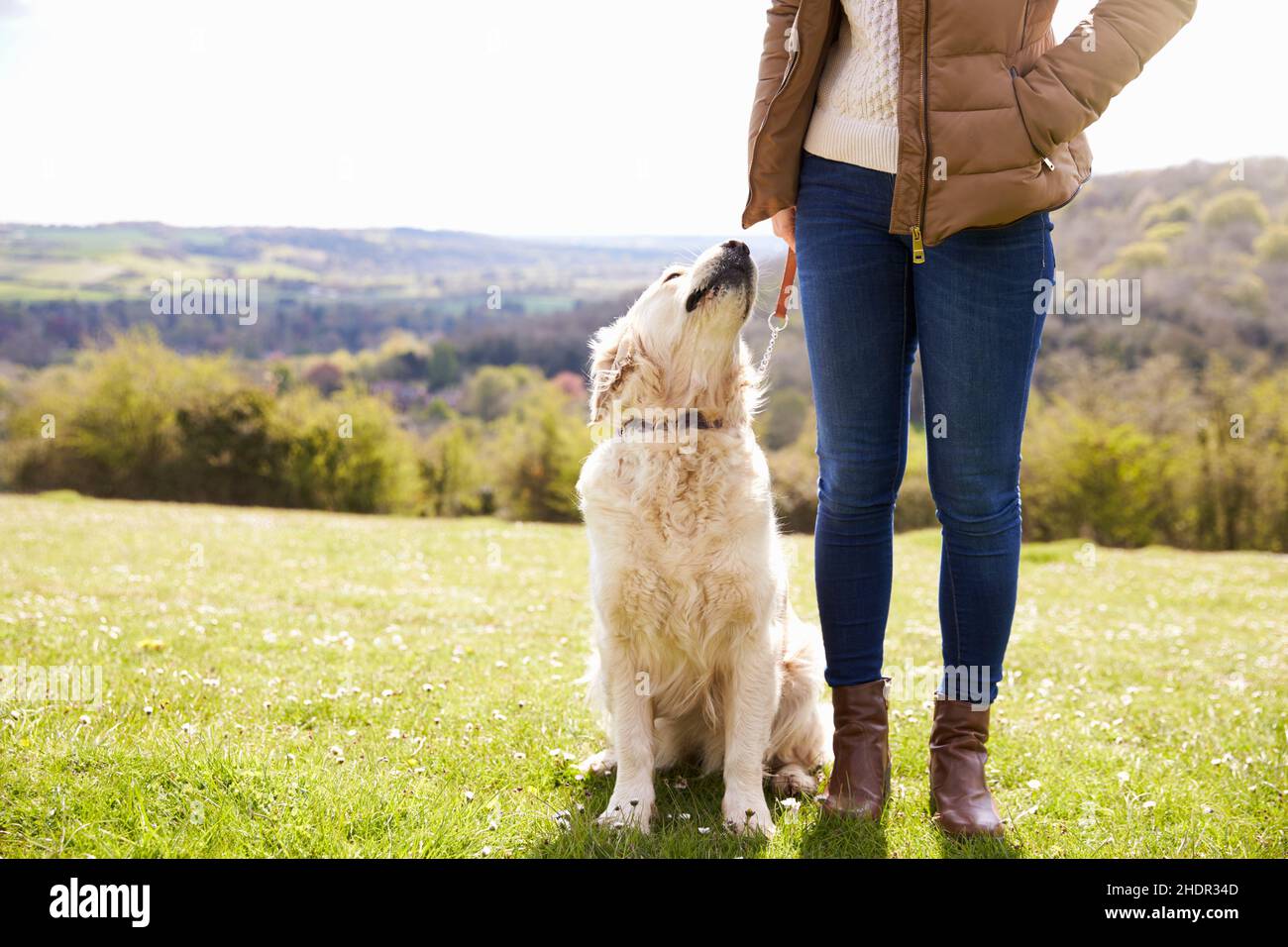 walk, golden retriever, walks, golden retrievers Stock Photo Alamy