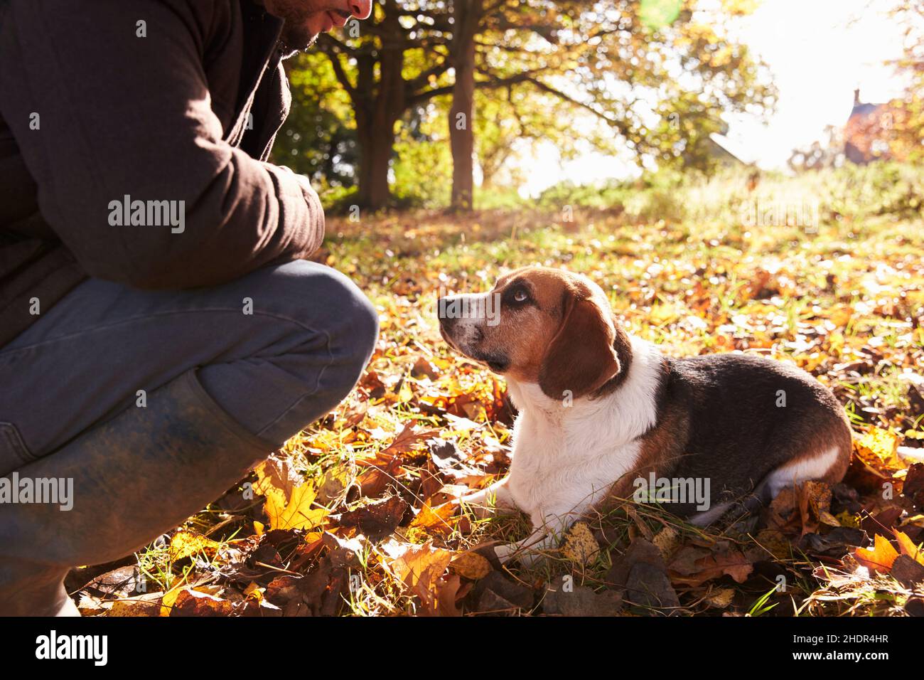 dogs look, teach, beagle, dogs looks, teachs Stock Photo