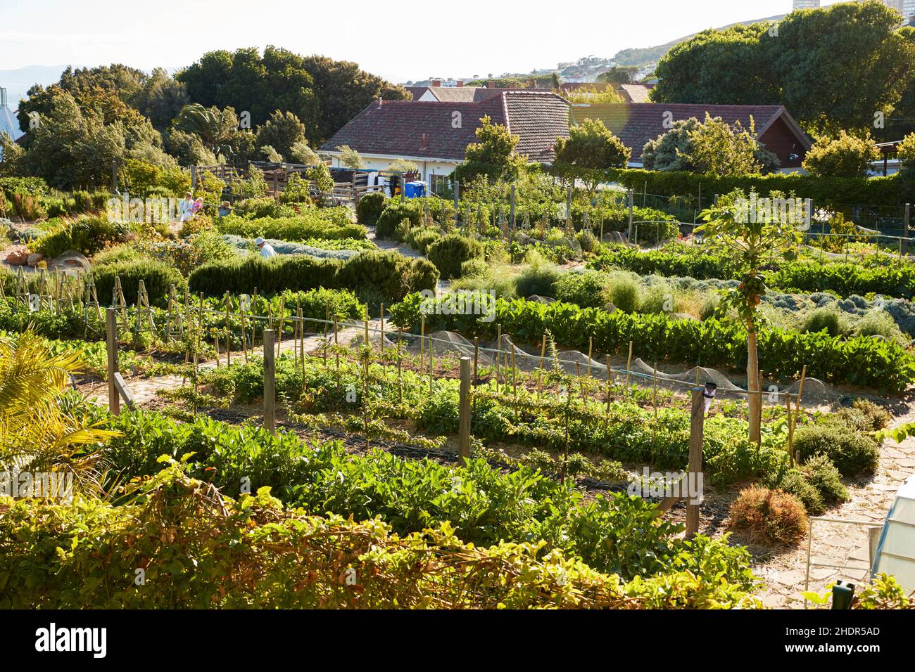 garden center, vegetable garden, garden centers, vegetable gardens