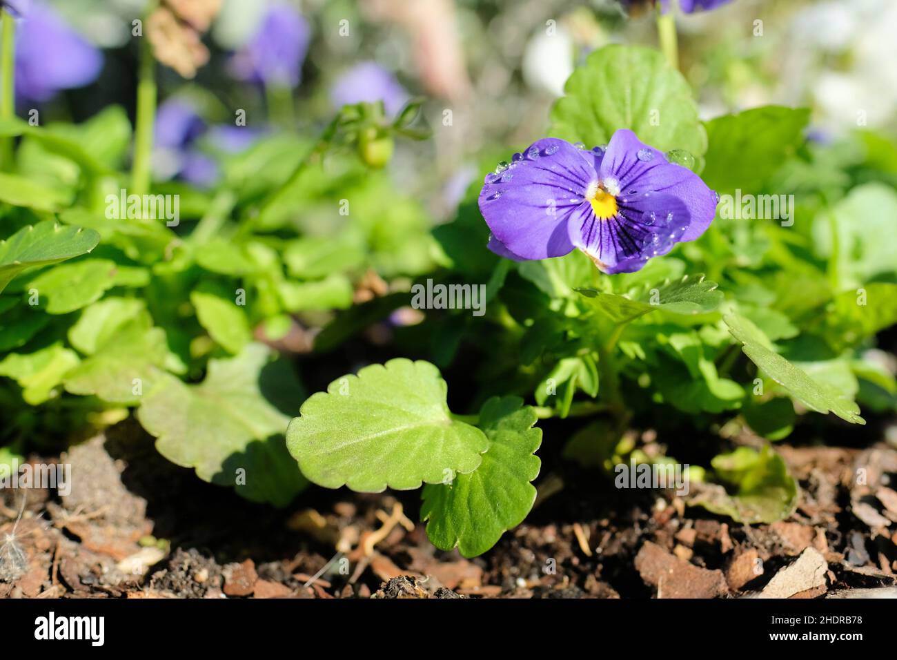 A purple pansy flower in full morning sun after an evening of rain; the Viola wittrockiana in a garden flower bed with raindrops on its petals. Stock Photo