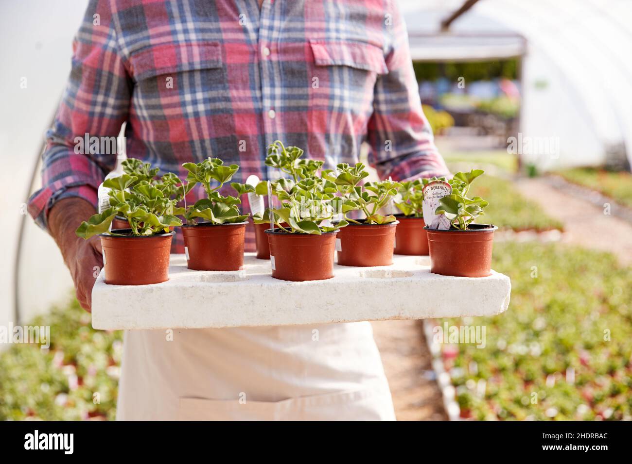 geranium, garden center, seedlings, geraniums, garden centers, sapling ...