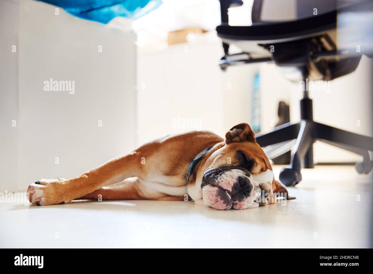 office, sleeping, dog, office dog, offices, sleep, to be asleep, to