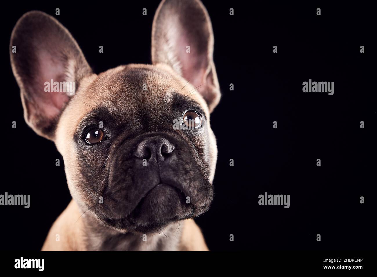french bulldog, french bulldogs Stock Photo