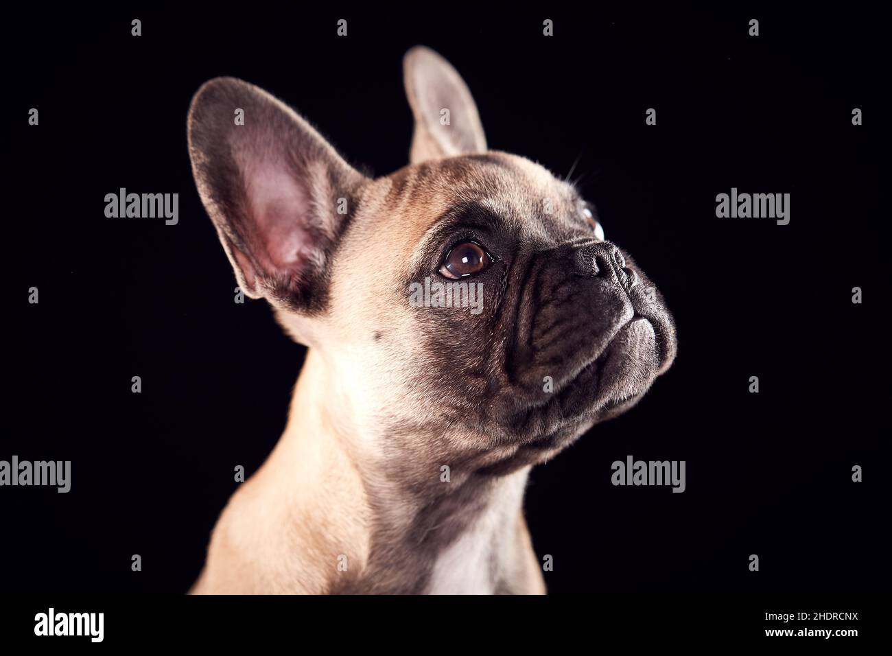 french bulldog, french bulldogs Stock Photo