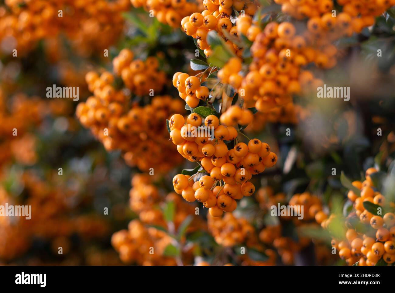 Naturalless hi-res stock photography and images - Alamy