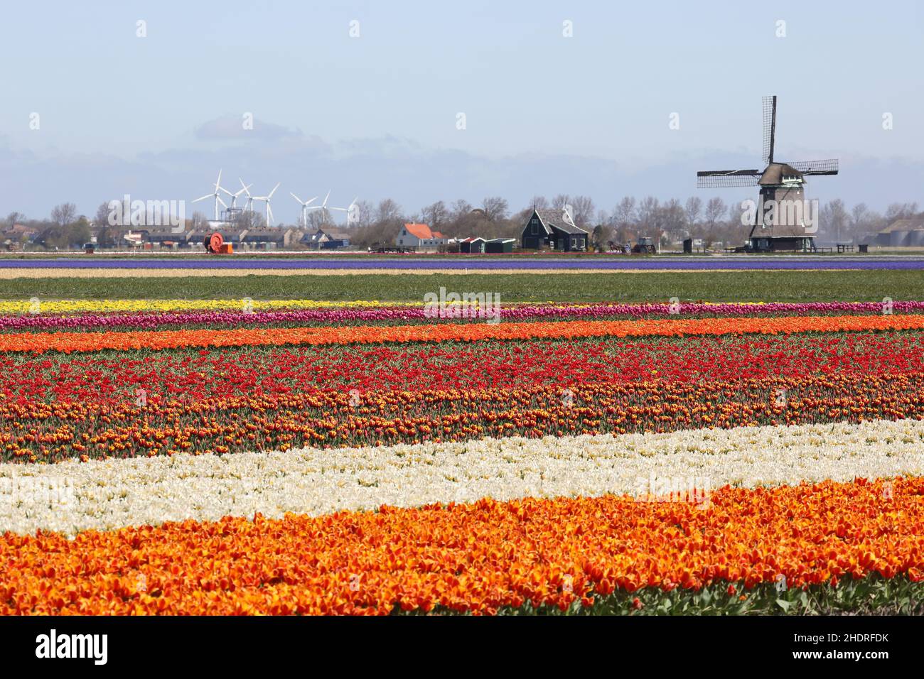 agriculture, tulips, tullips, netherlands, agricultures, tulip Stock Photo
