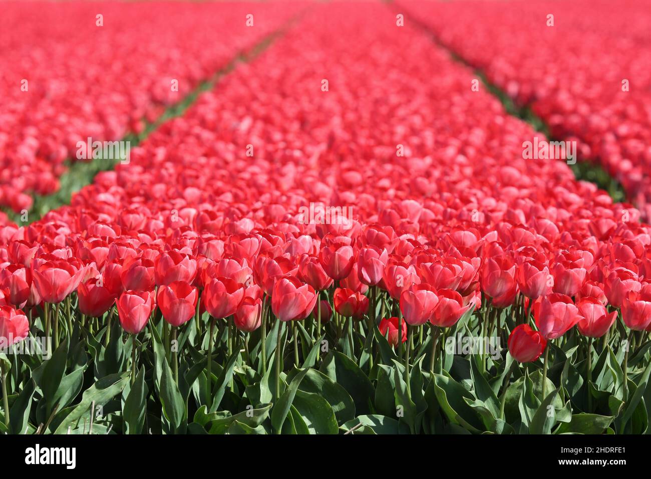 tulips, tullips, floriculture, tulip, floricultures Stock Photo