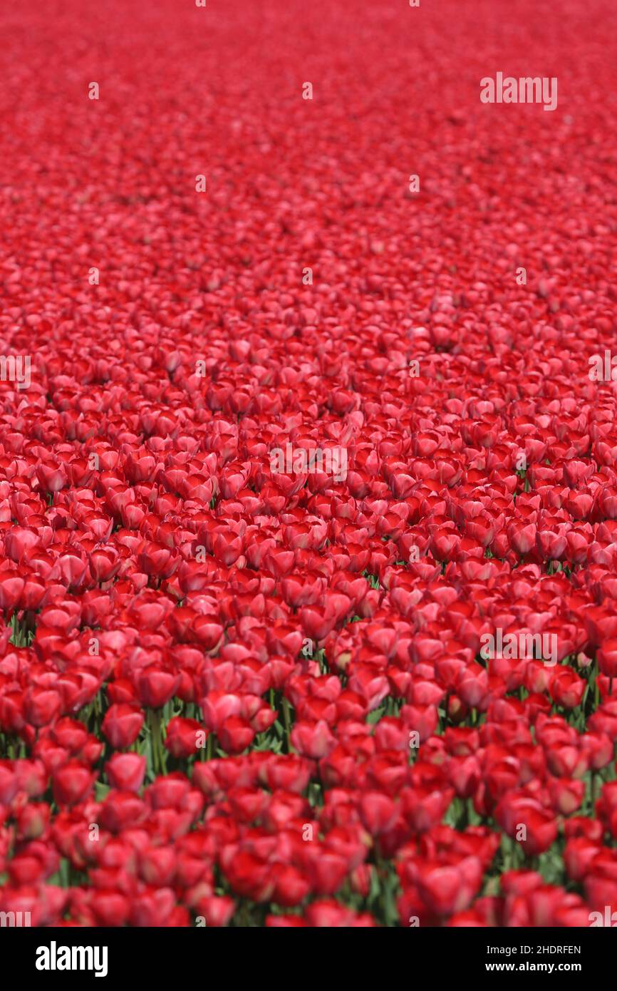 backgrounds, tulips, tullips, background, tulip Stock Photo