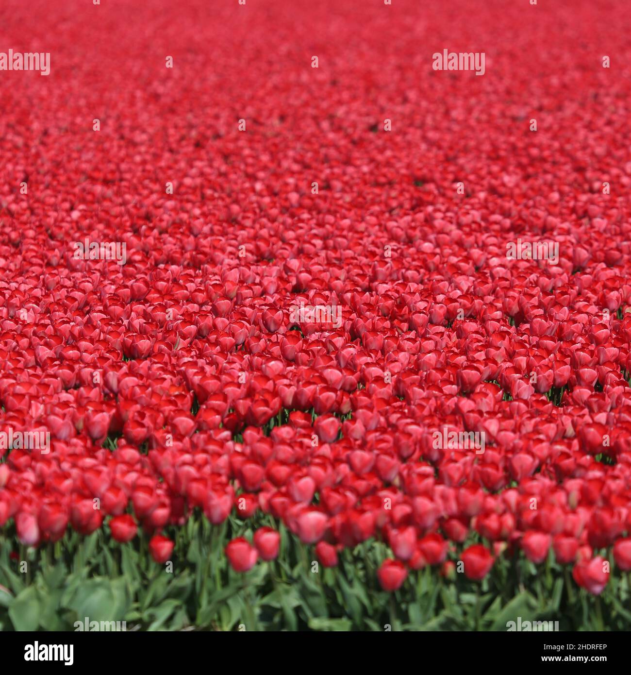 tulips, tullips, tulip Stock Photo
