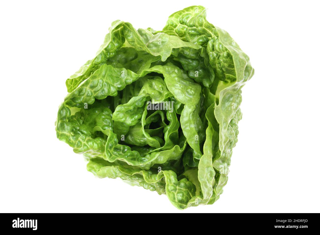 romaine lettuce, romaine lettuces Stock Photo Alamy