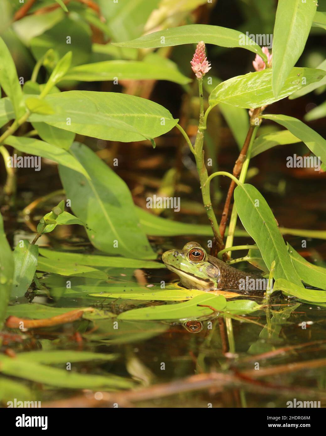 An American Bullfrog peeking its eyes and head above the surface of a calm pond or lake with its reflection in the water and plants around it. Stock Photo