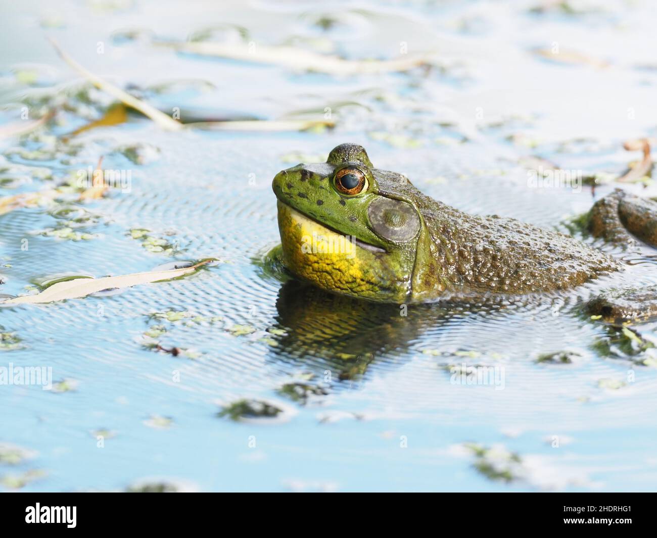 An American Bullfrog croaking in a pond or lake with ripples on the water surface from the sound's vibration. Stock Photo