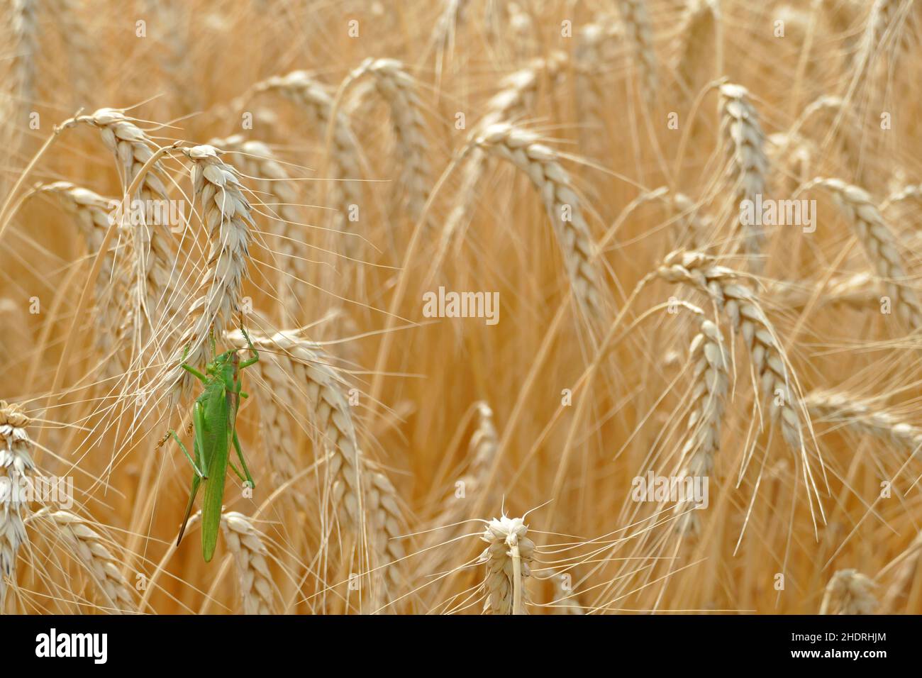 wheat field, plague, wheat fields, plagues