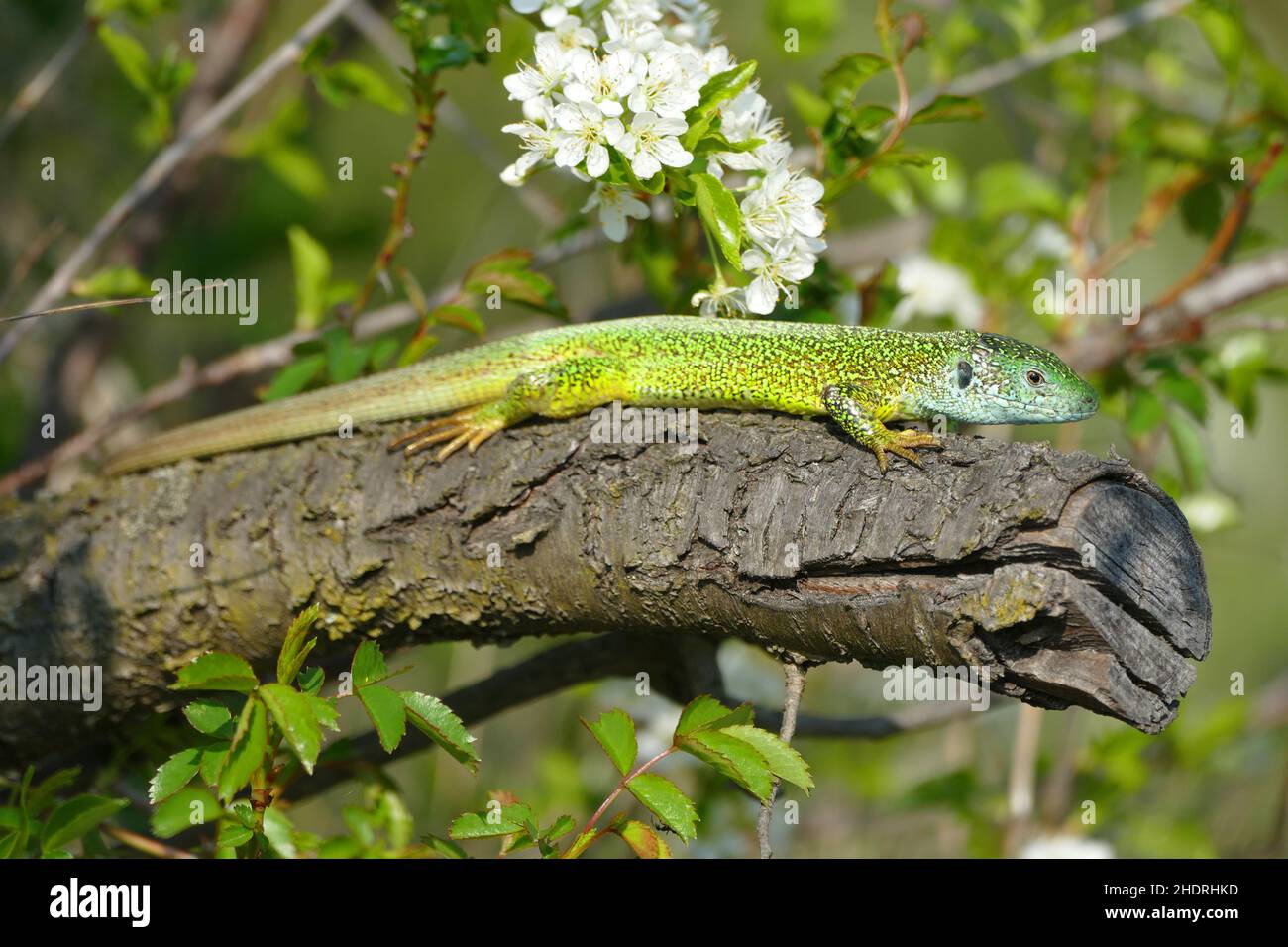 emerald lizard, emerald lizards Stock Photo