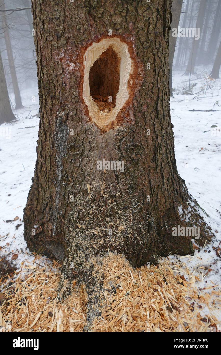 tree, bark beetle infestation, trees, bark beetle, bark beetle