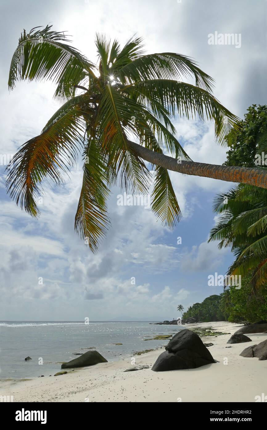 palm, sandy, palm trees, sandies Stock Photo