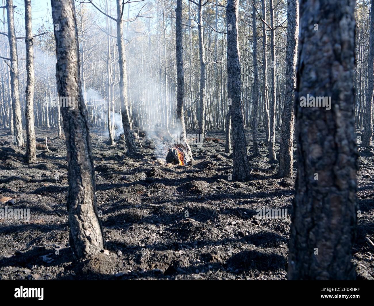 forest fire, natural disaster, global warming, forest fires, natural disasters Stock Photo