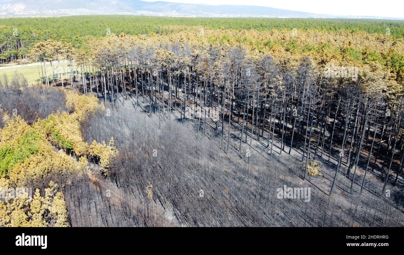 forest, forest fire, burned, forests, wood, woodland, woods, forest fires, burneds Stock Photo