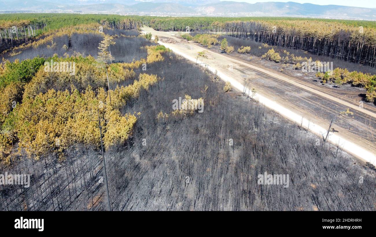 forest, destruction, forest fire, forests, wood, woodland, woods, destructions, forest fires Stock Photo