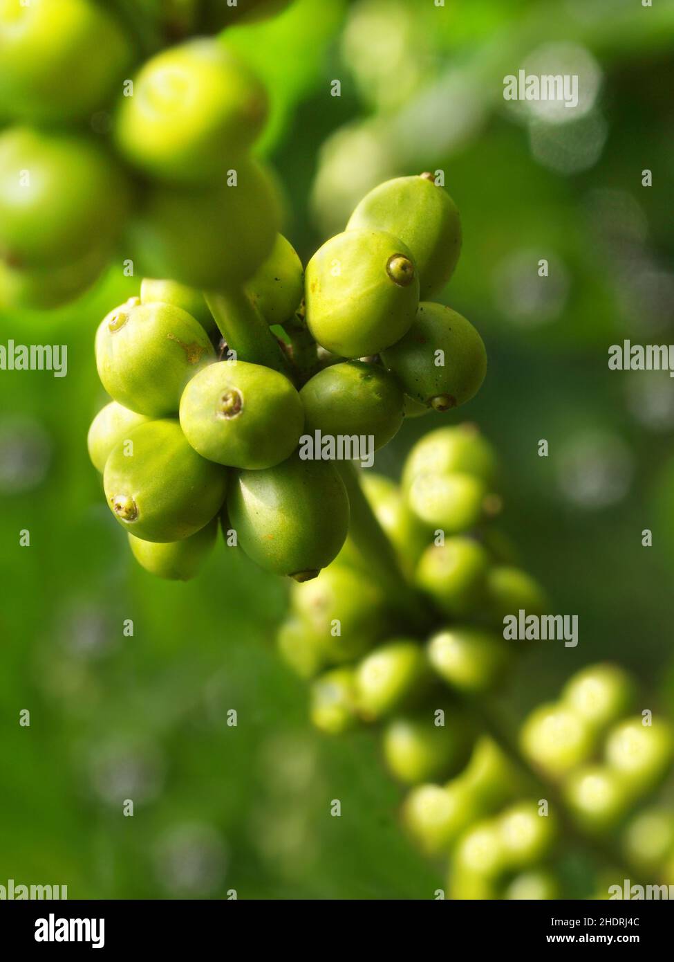 coffee bean, coffee plant, coffee beans, coffee plants Stock Photo Alamy