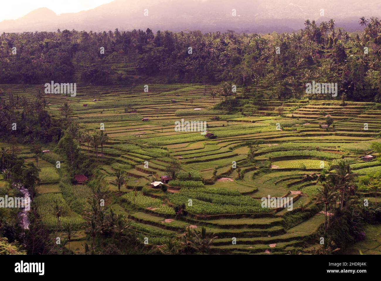 rice cultivation, rice terraces, rice cultivations, terrace Stock Photo