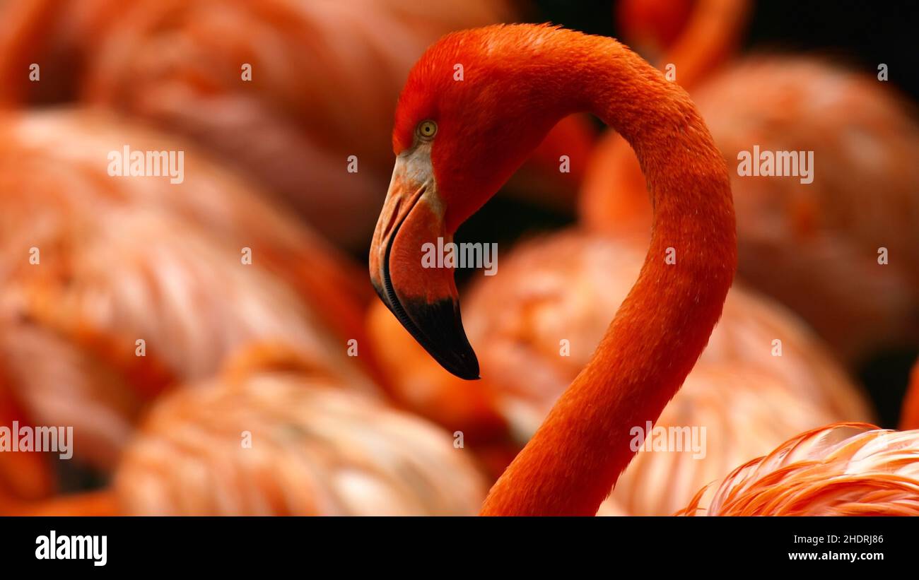 flamingo, flamingoes Stock Photo