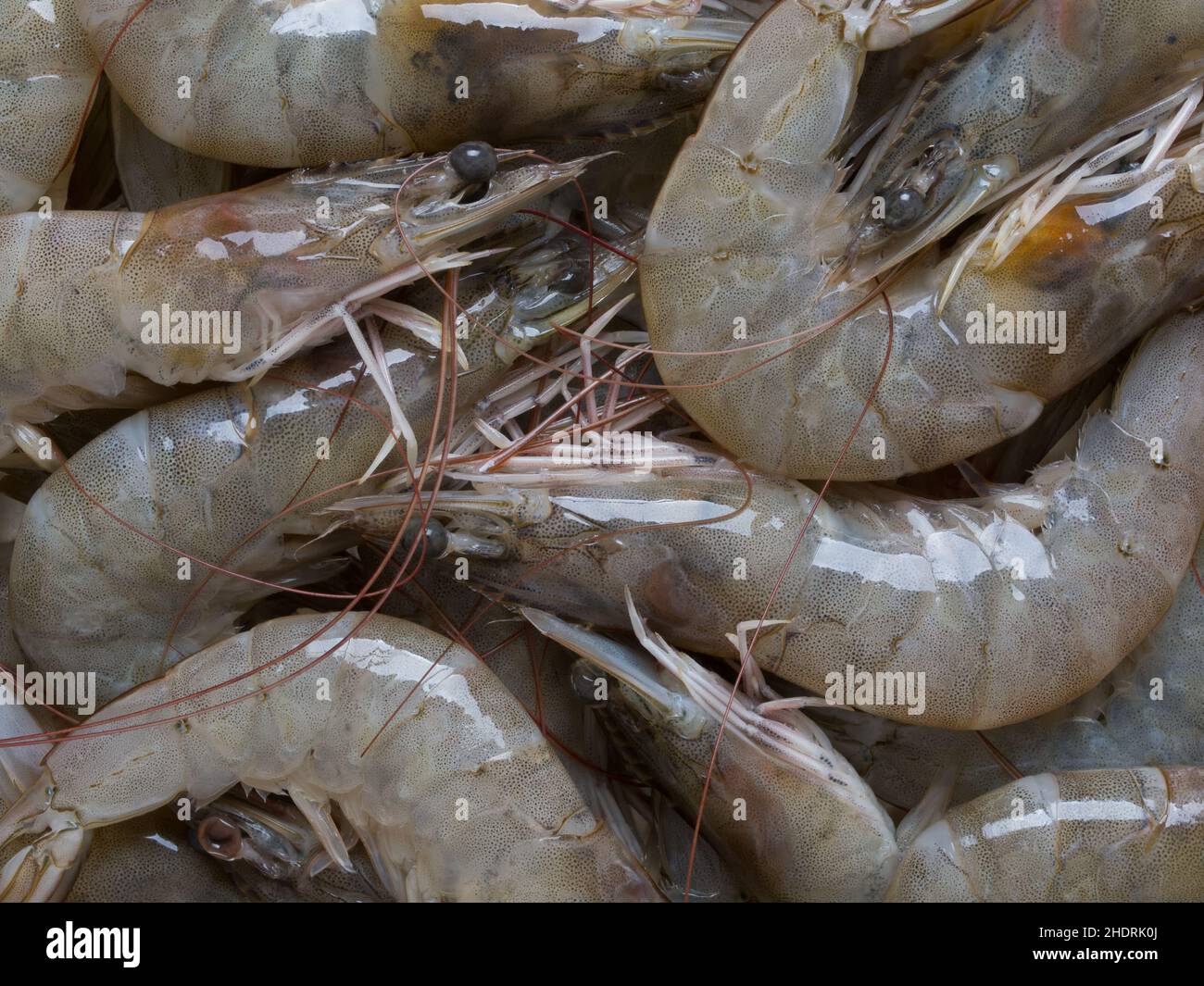 атлантические креветки. королевские креветки серые. креветка королевская ваннамей. королевские креветки сырые. креветки серые большие.