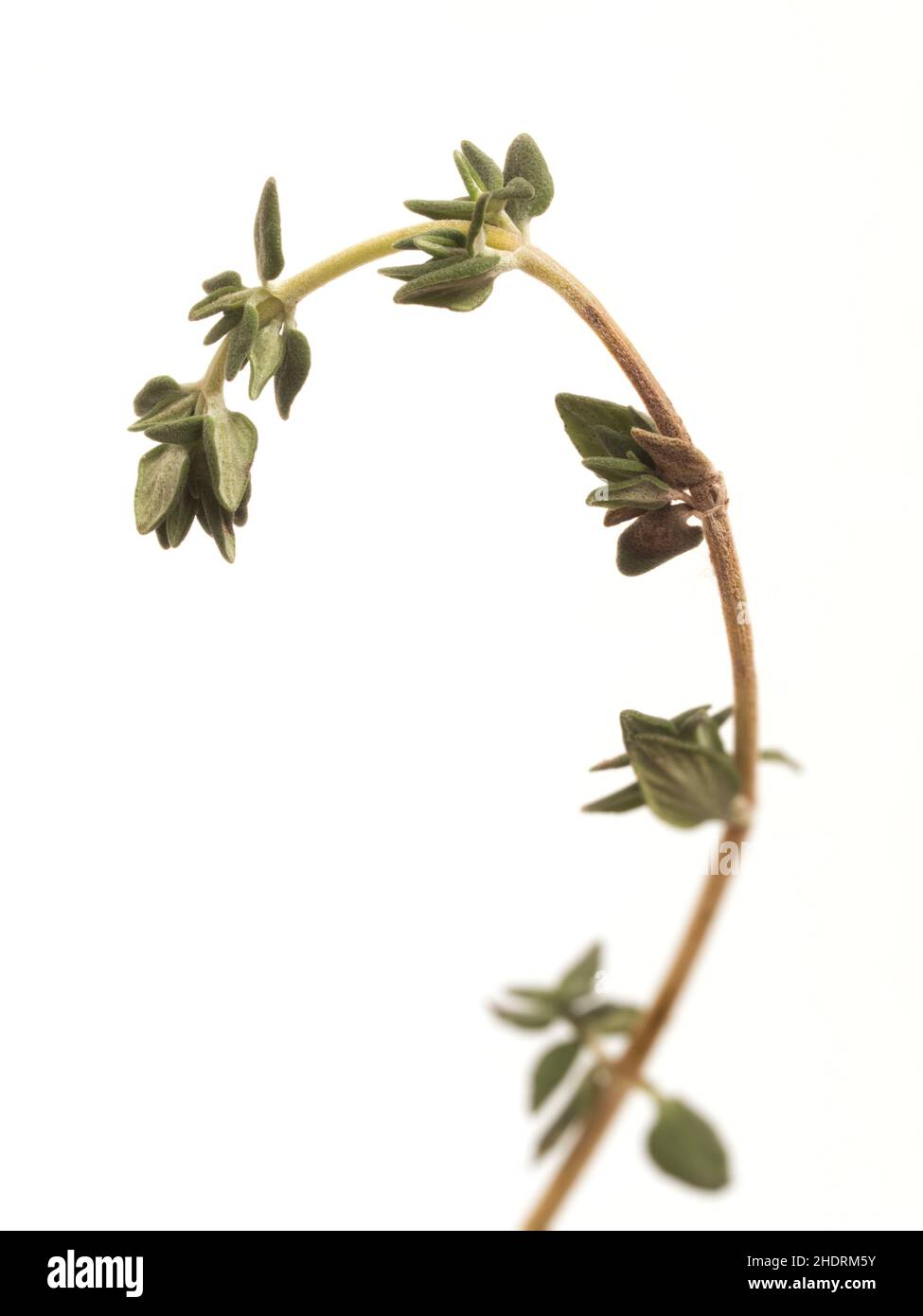 Thyme on neutral background Cut Out Stock Images & Pictures Alamy