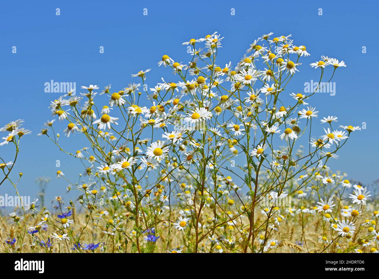 Chamomile plants hi-res stock photography and images - Alamy