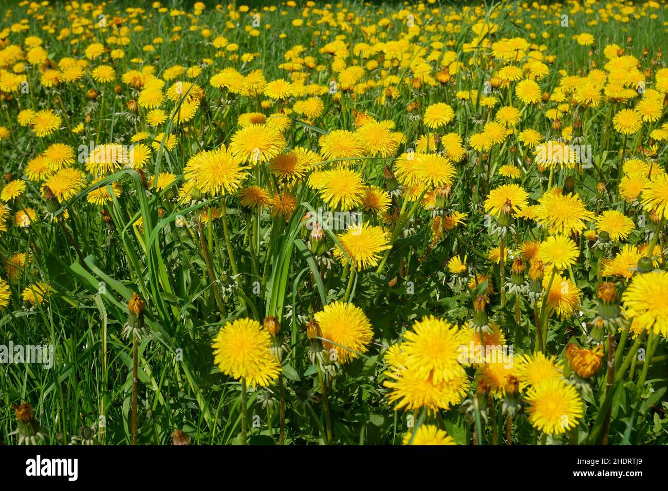 Dandelion meadows hi-res stock photography and images - Alamy