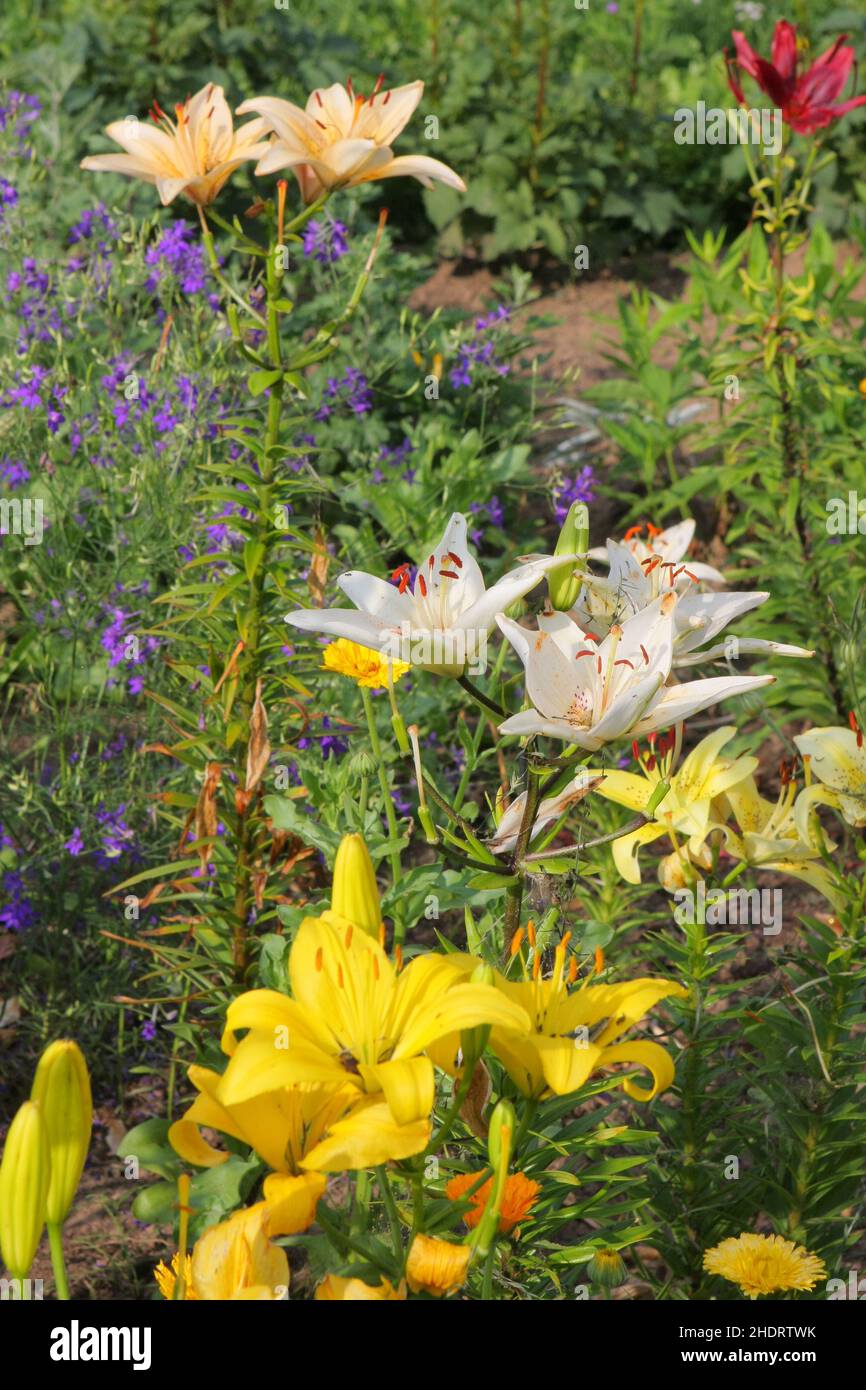 Lilies Flower Hi Res Stock Photography And Images Alamy