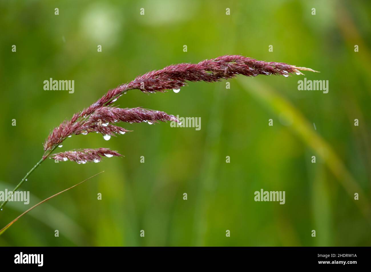 blade of grass Stock Photo Alamy