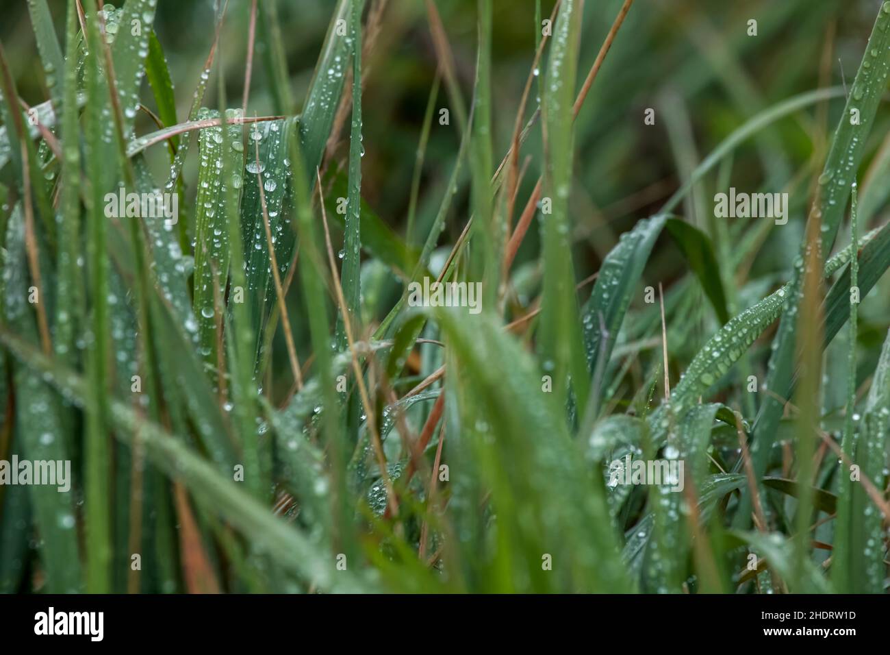 grass, wet, damp, wetness, wets Stock Photo Alamy