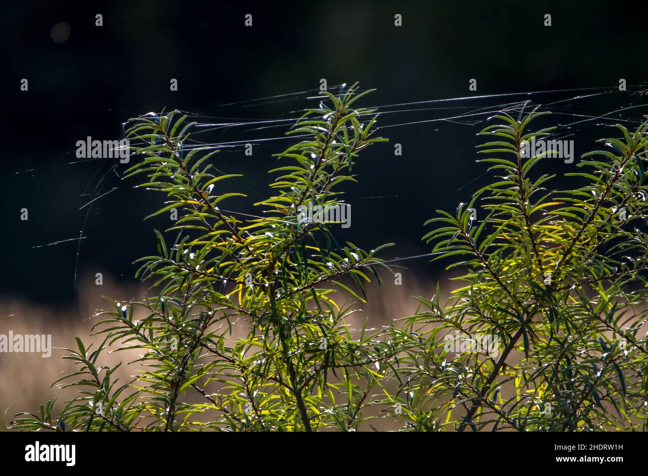 plant, silk, plants, silks Stock Photo Alamy
