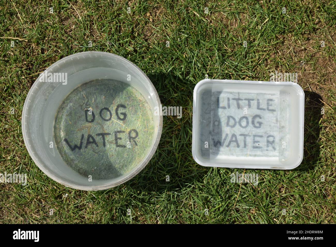 Adnams top dog bowl