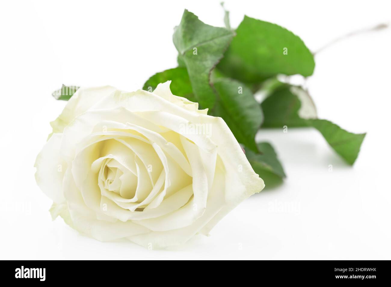 rose petals, white rose, rose petal, white roses Stock Photo