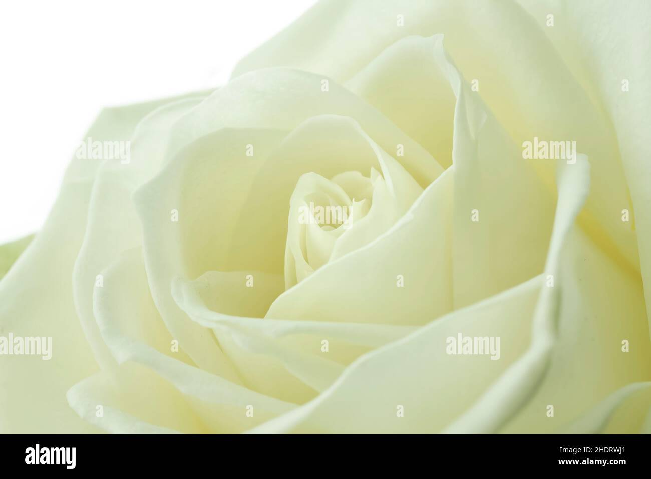 rose petals, white rose, rose petal, white roses Stock Photo Alamy